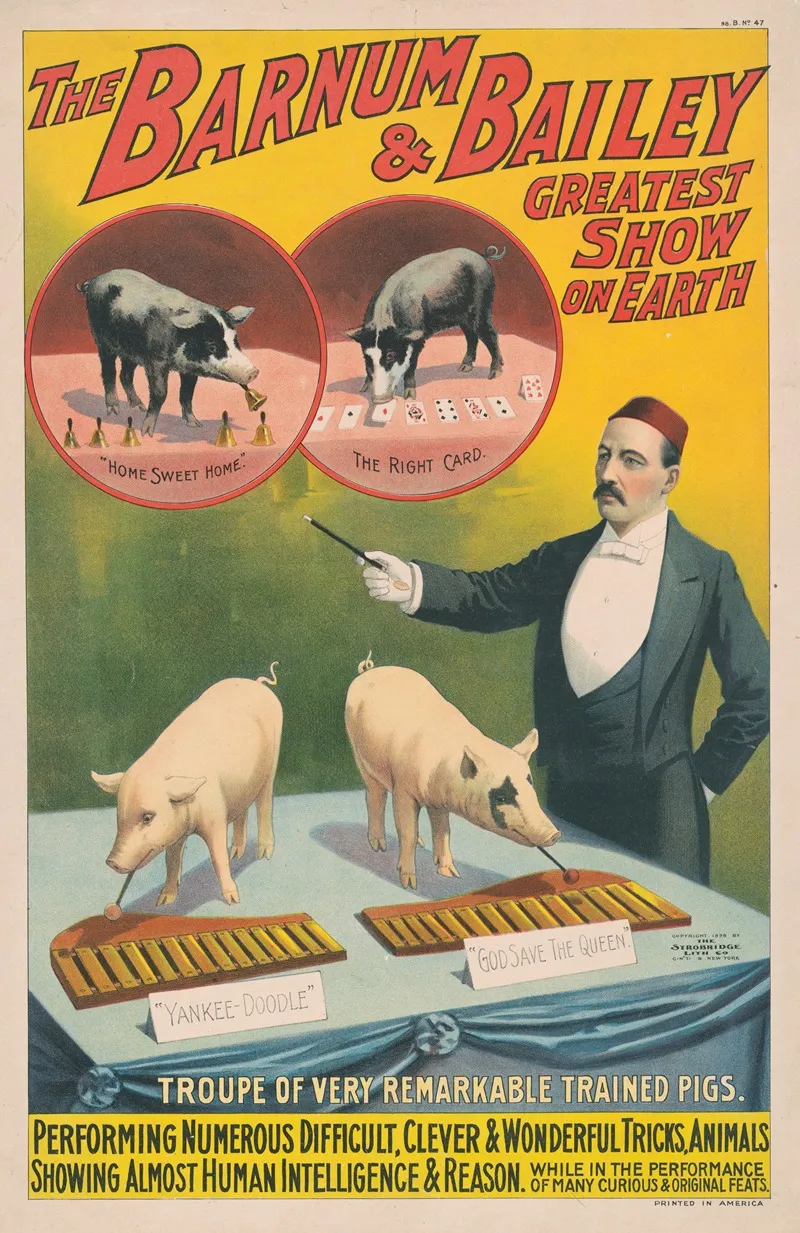 The Barnum Bailey Greatest Show On Earth Troupe Of Very Remarkable Trained Pigs