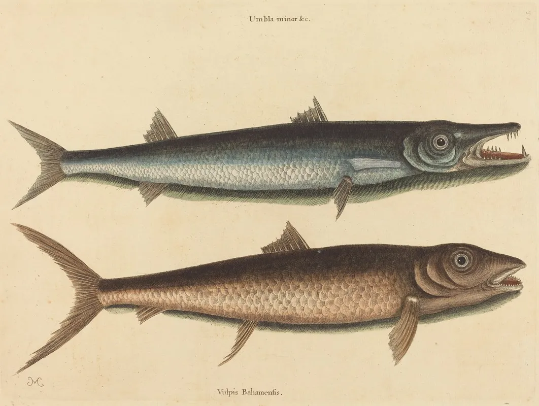 The Barracuda Esox Barracuda Wall Art by Mark Catesby - High-Resolution Digital Print