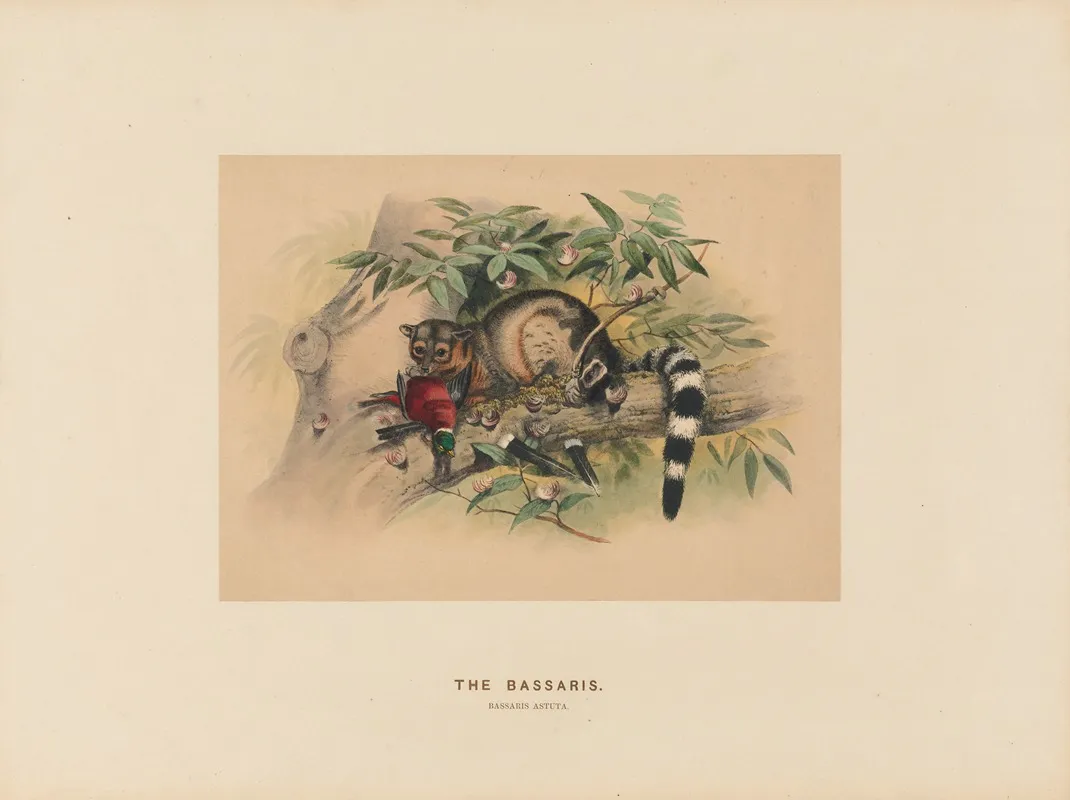 The Bassaris 2 Wall Art by Joseph Wolf - High-Resolution Digital Print