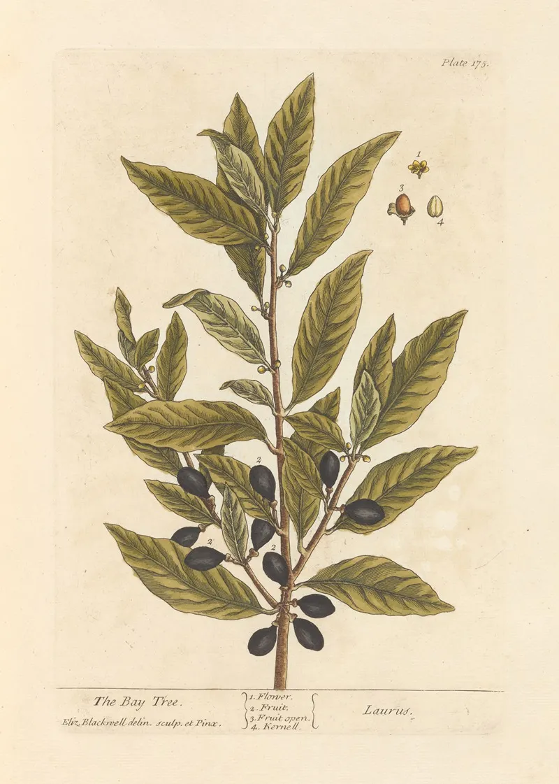 The Bay Tree Wall Art by Elizabeth Blackwell - High-Resolution Digital Print