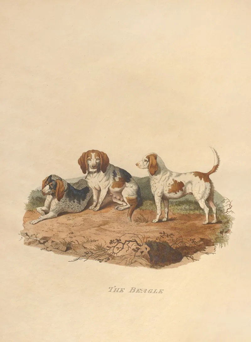 The Beagle Wall Art by Sydenham Edwards - High-Resolution Digital Print