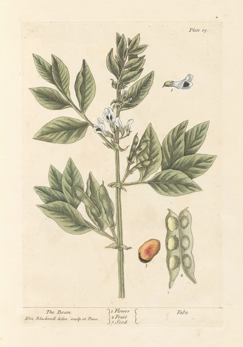 The Bean Wall Art by Elizabeth Blackwell - High-Resolution Digital Print