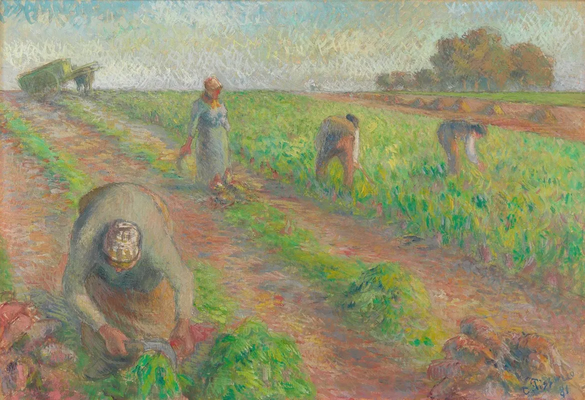 The Beet Harvest