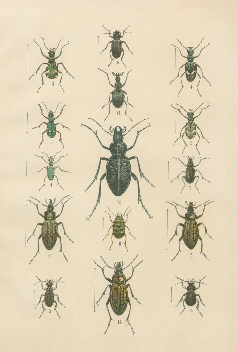 The Beetles Of Europe Pl 01 Wall Art by Karl Neunzig - High-Resolution Digital Print