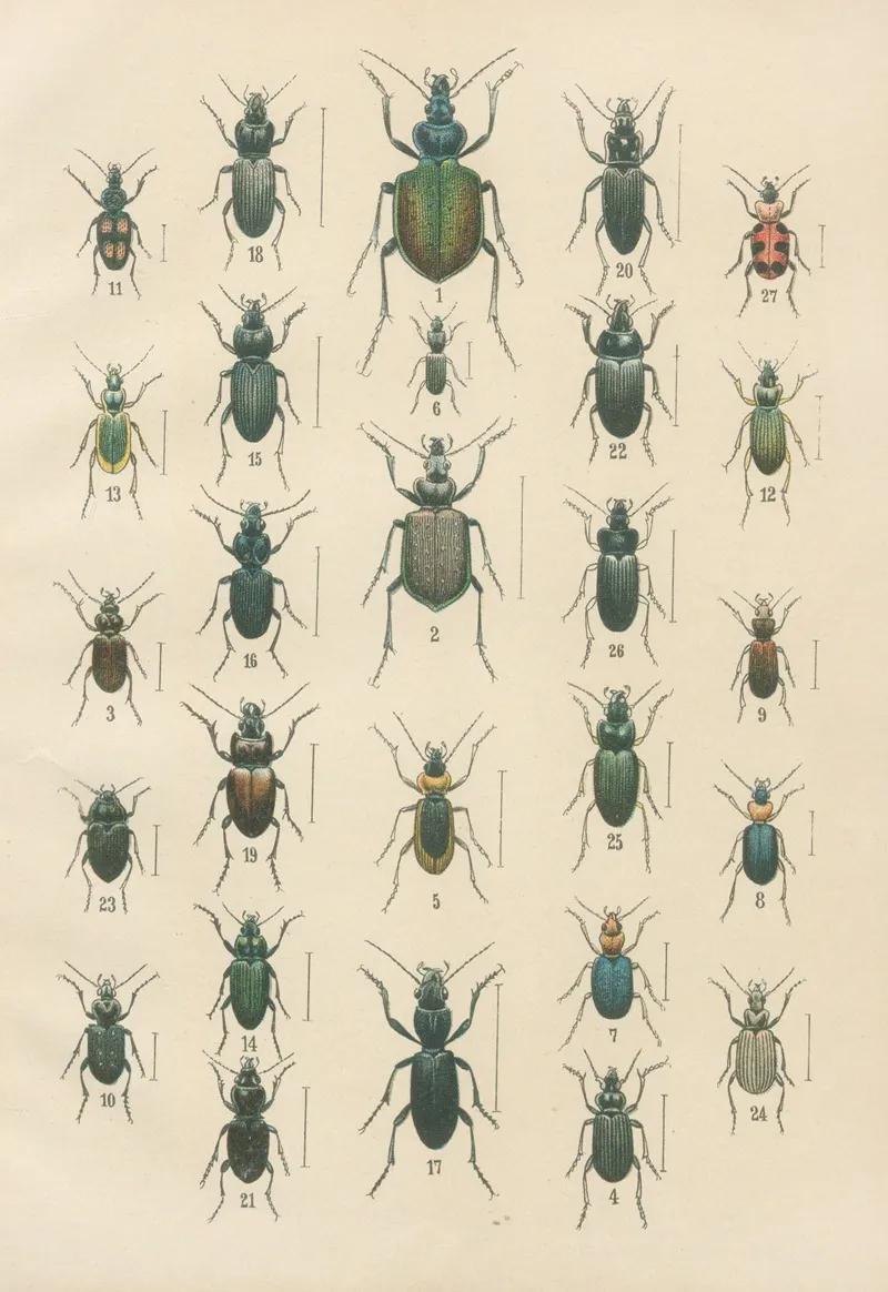 The Beetles Of Europe Pl 03 Wall Art by Karl Neunzig - High-Resolution Digital Print