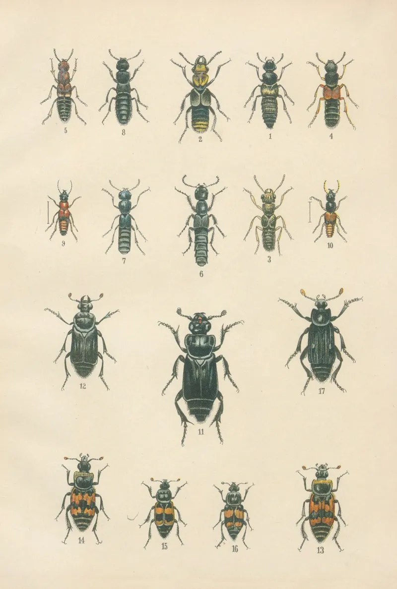 The Beetles Of Europe Pl 05 Wall Art by Karl Neunzig - High-Resolution Digital Print
