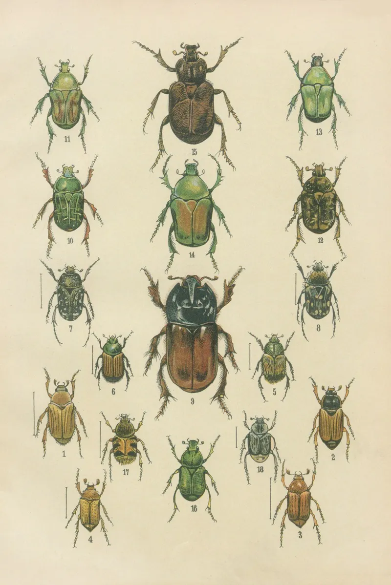 The Beetles Of Europe Pl 09 Wall Art by Karl Neunzig - High-Resolution Digital Print