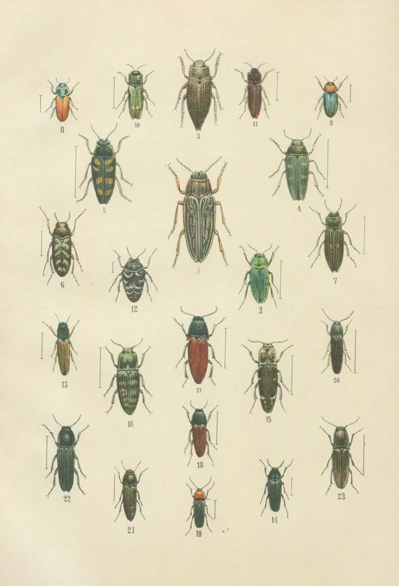 The Beetles Of Europe Pl 10 Wall Art by Karl Neunzig - High-Resolution Digital Print