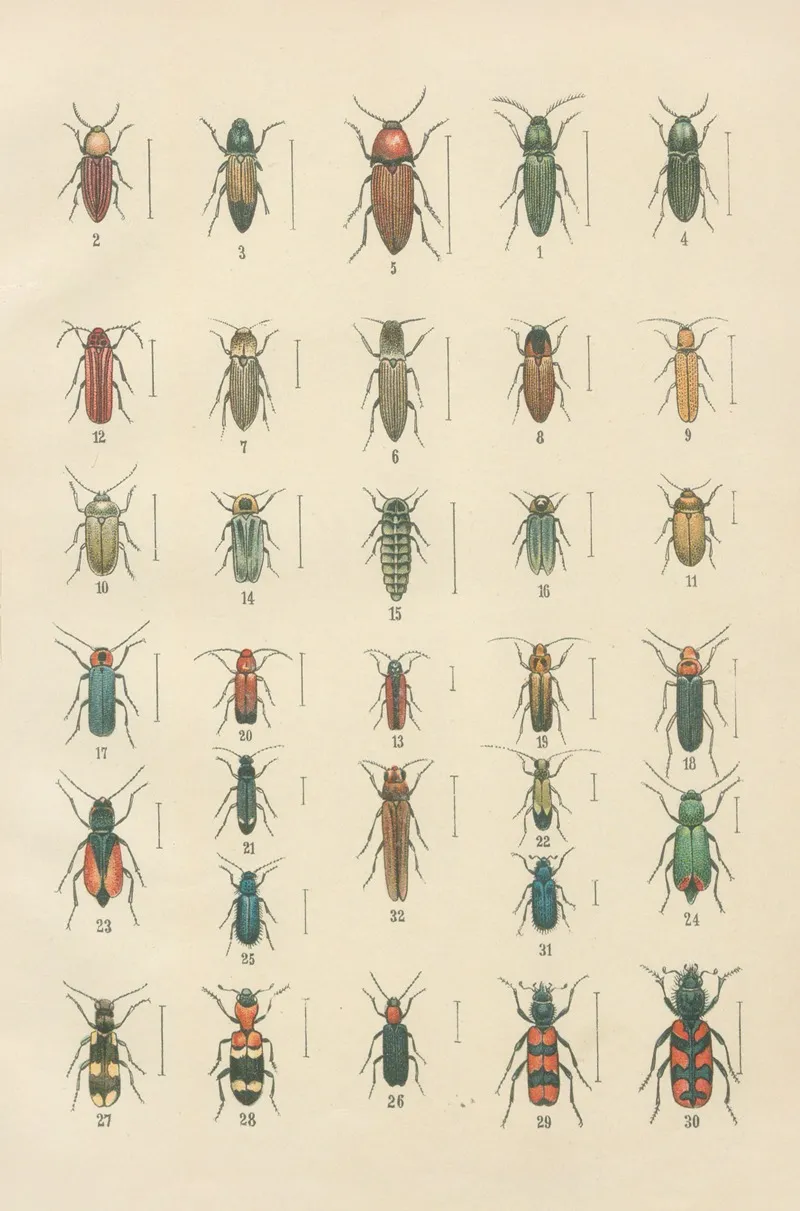 The Beetles Of Europe Pl 11 Wall Art by Karl Neunzig - High-Resolution Digital Print