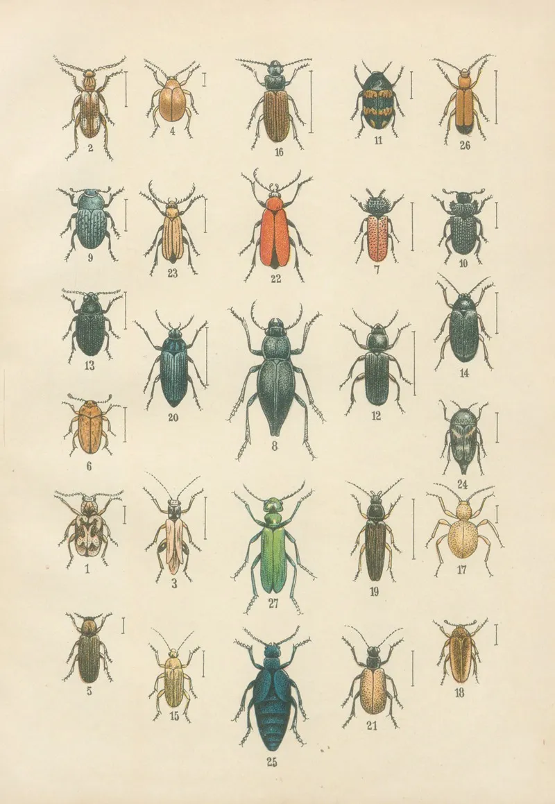 The Beetles Of Europe Pl 12 Wall Art by Karl Neunzig - High-Resolution Digital Print