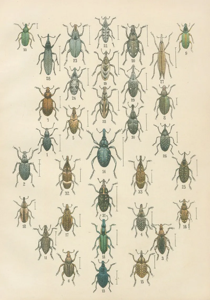 The Beetles Of Europe Pl 13 Wall Art by Karl Neunzig - High-Resolution Digital Print