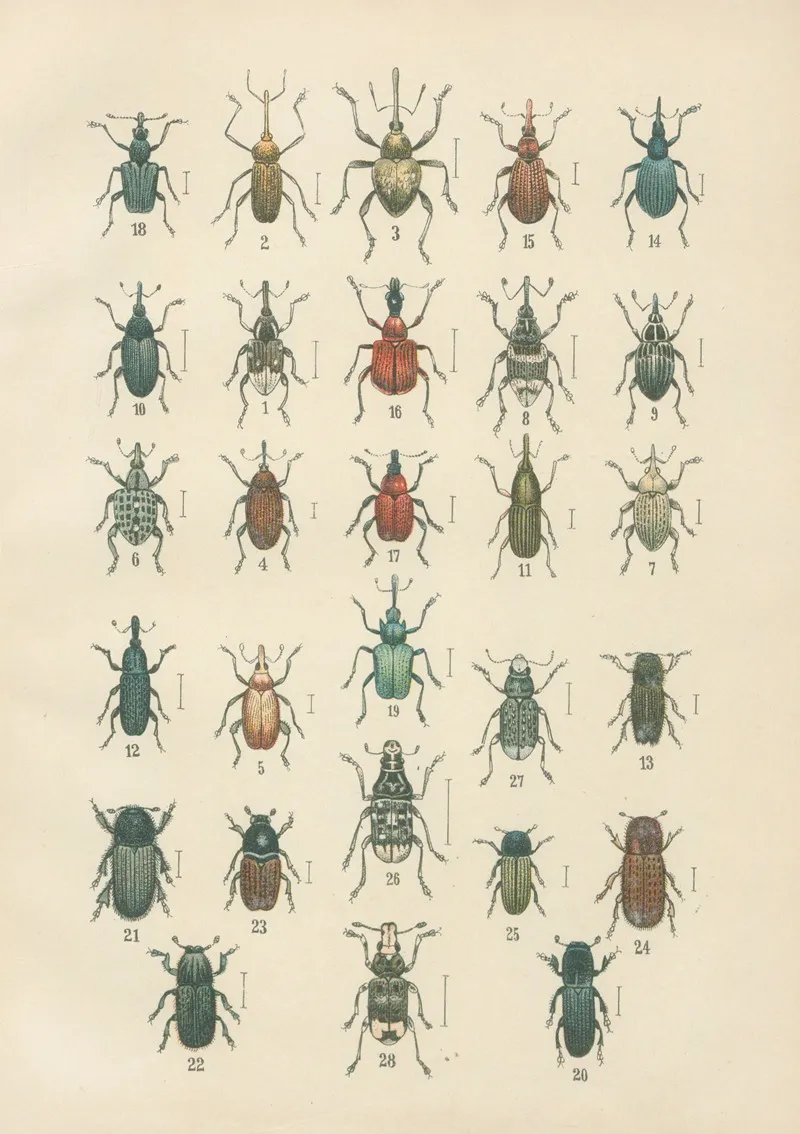 The Beetles Of Europe Pl 14 Wall Art by Karl Neunzig - High-Resolution Digital Print
