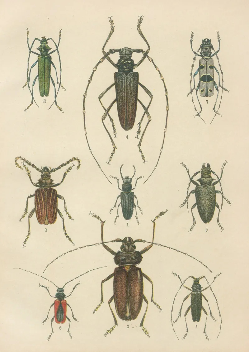 The Beetles Of Europe Pl 15 Wall Art by Karl Neunzig - High-Resolution Digital Print
