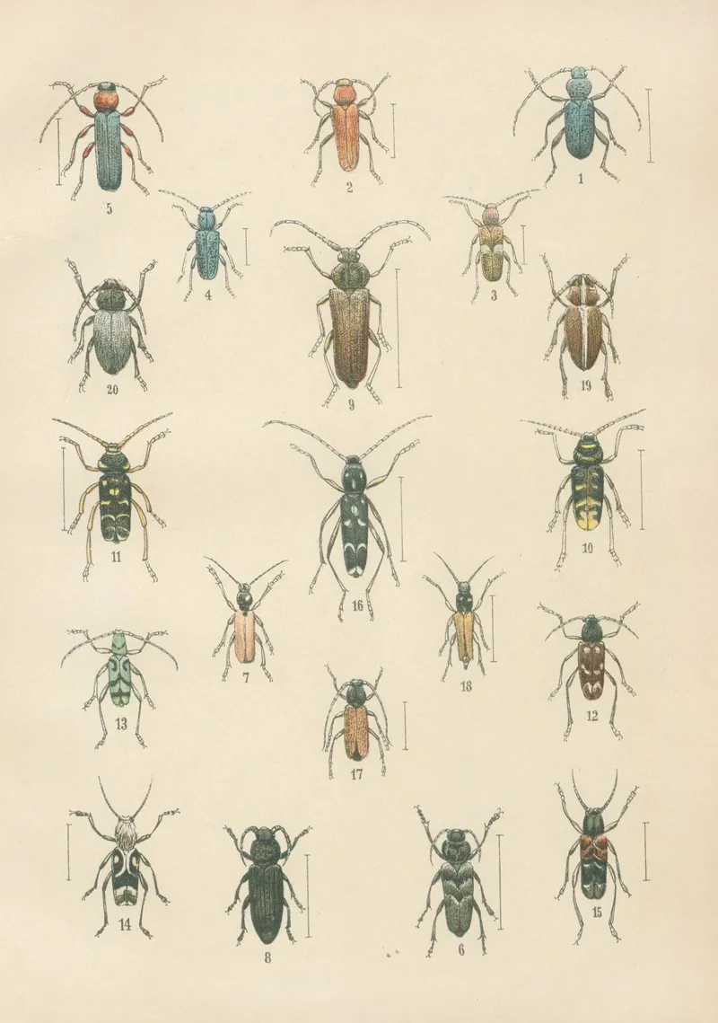 The Beetles Of Europe Pl 16 Wall Art by Karl Neunzig - High-Resolution Digital Print