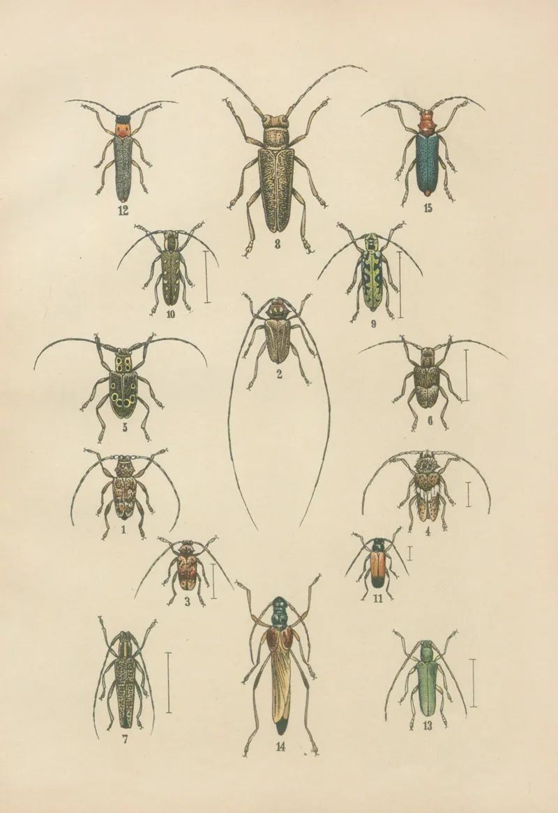 The Beetles Of Europe Pl 17 Wall Art by Karl Neunzig - High-Resolution Digital Print