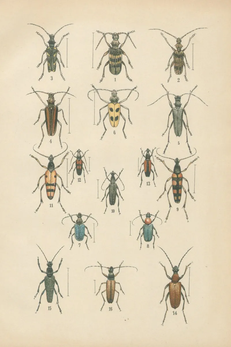The Beetles Of Europe Pl 18 Wall Art by Karl Neunzig - High-Resolution Digital Print