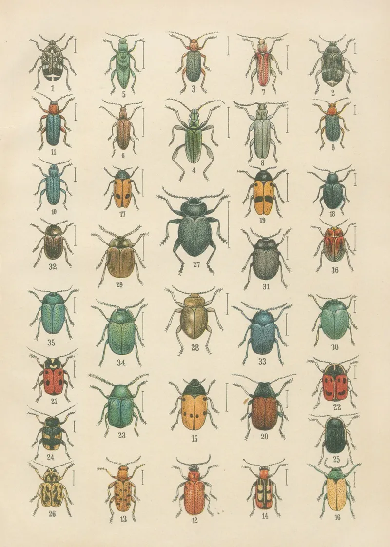 The Beetles Of Europe Pl 19 Wall Art by Karl Neunzig - High-Resolution Digital Print