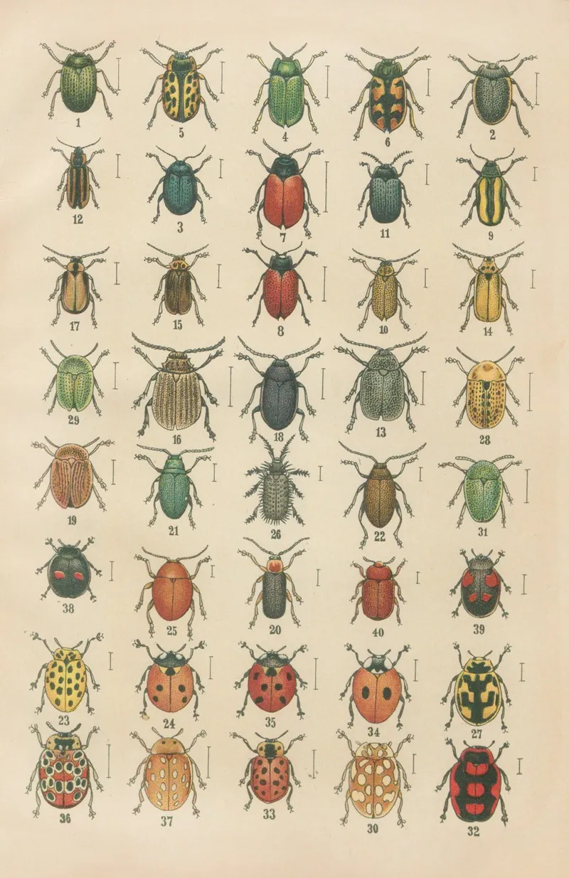 The Beetles Of Europe Pl 20 Wall Art by Karl Neunzig - High-Resolution Digital Print