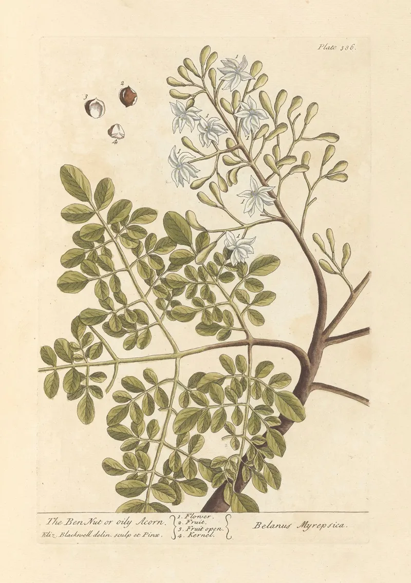 The Ben Nut Or Oily Acorn Wall Art by Elizabeth Blackwell - High-Resolution Digital Print