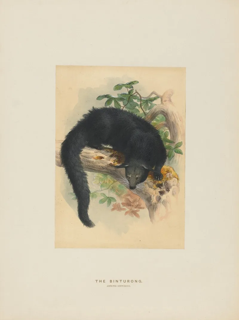 The Binturong 2 Wall Art by Joseph Wolf - High-Resolution Digital Print
