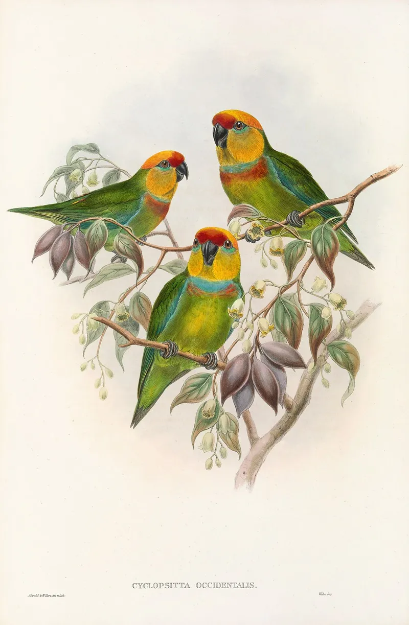 The Birds Of New Guinea And The Adjacent Papuan Islands Pl 01 Wall Art by John Gould - High-Resolution Digital Print