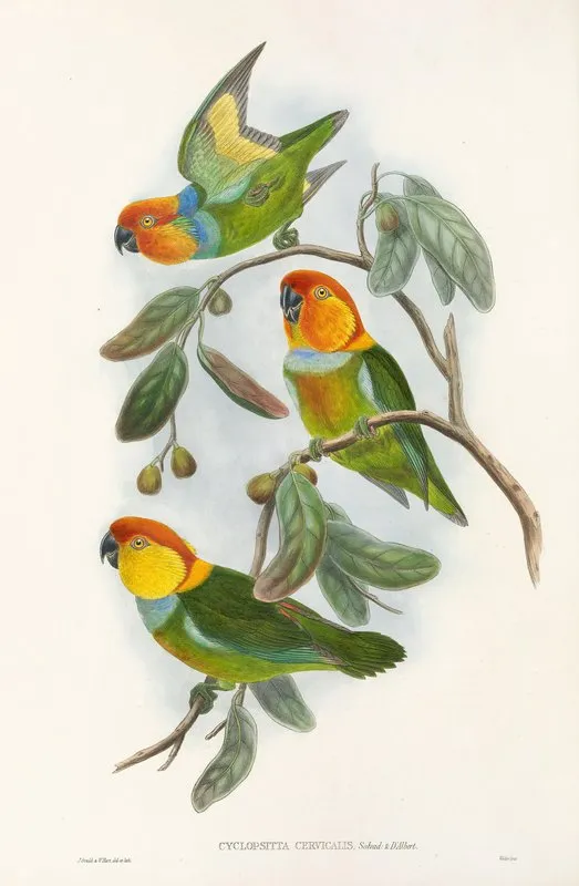The Birds Of New Guinea And The Adjacent Papuan Islands Pl 02 Wall Art by John Gould - High-Resolution Digital Print