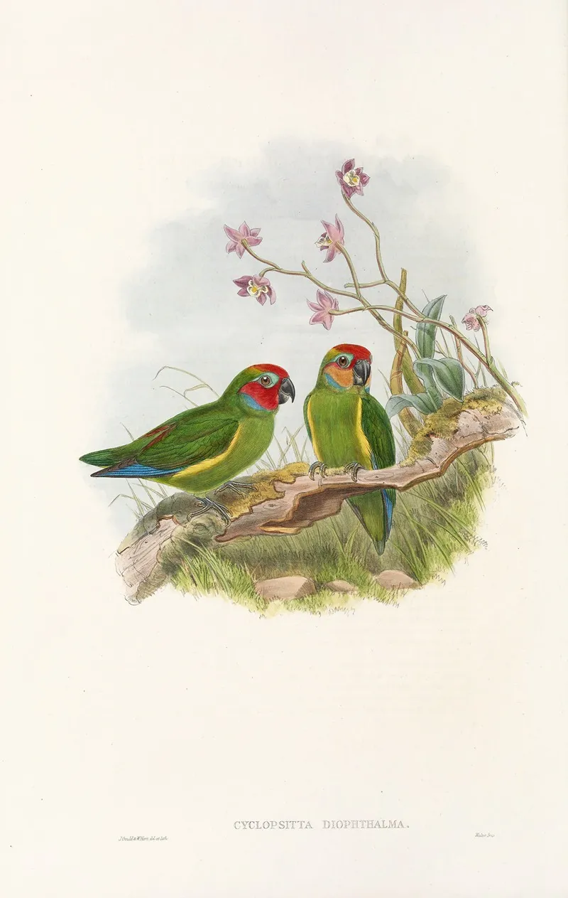 The Birds Of New Guinea And The Adjacent Papuan Islands Pl 03 Wall Art by John Gould - High-Resolution Digital Print