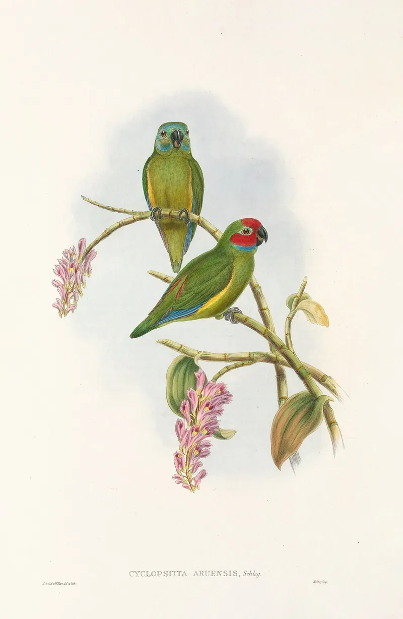 The Birds Of New Guinea And The Adjacent Papuan Islands Pl 04 Wall Art by John Gould - High-Resolution Digital Print