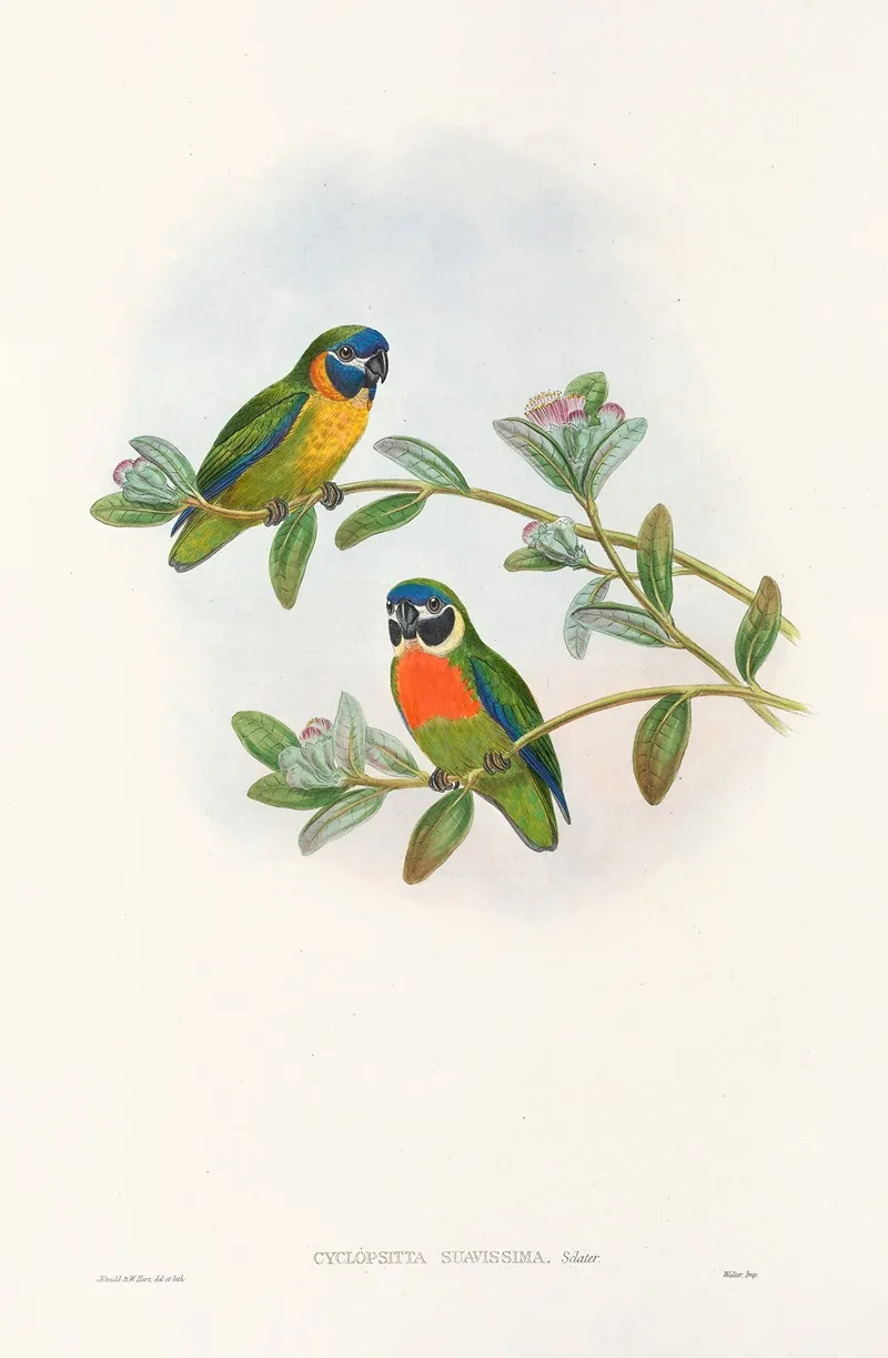 The Birds Of New Guinea And The Adjacent Papuan Islands Pl 05 Wall Art by John Gould - High-Resolution Digital Print