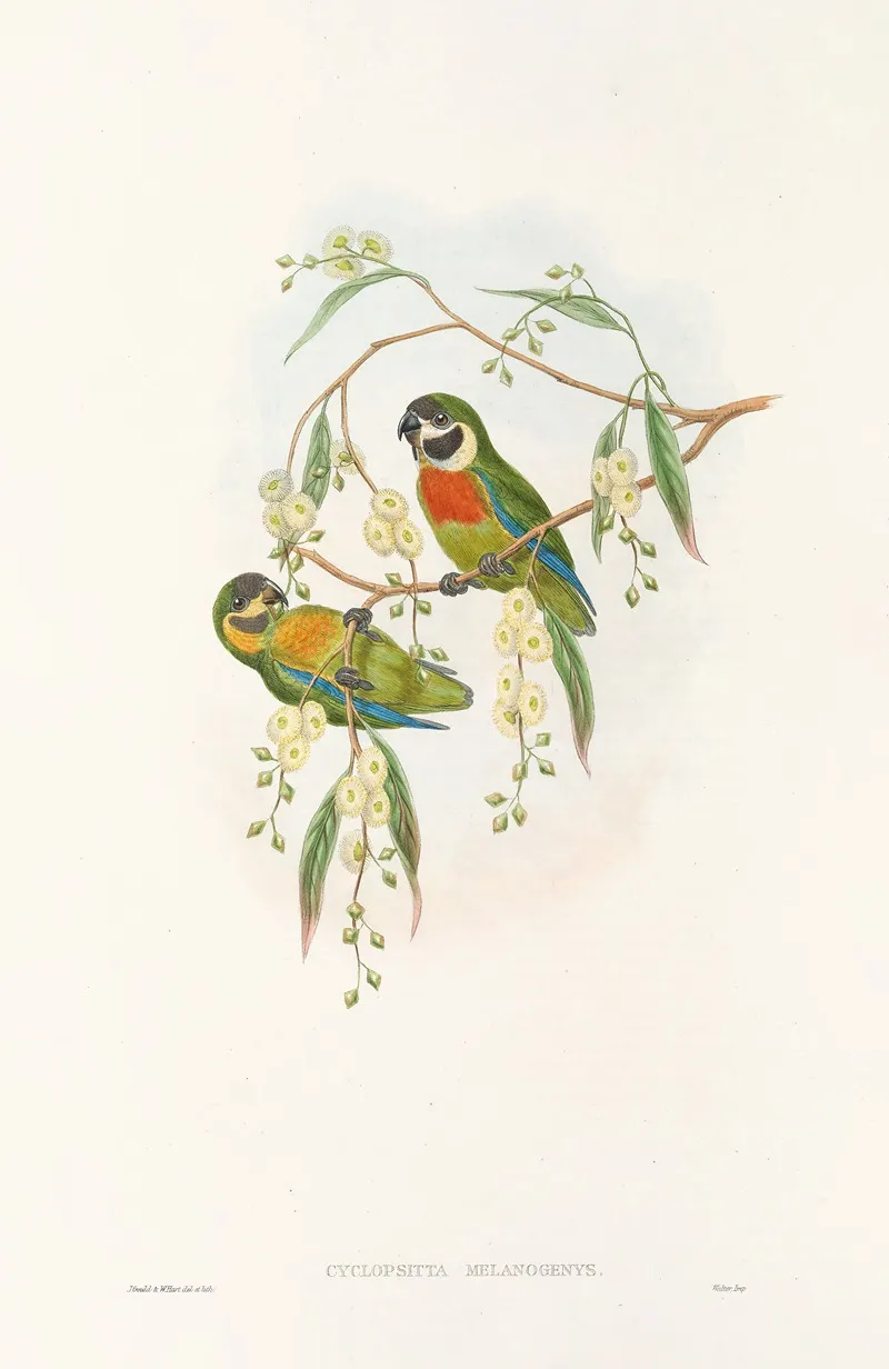 The Birds Of New Guinea And The Adjacent Papuan Islands Pl 06 Wall Art by John Gould - High-Resolution Digital Print