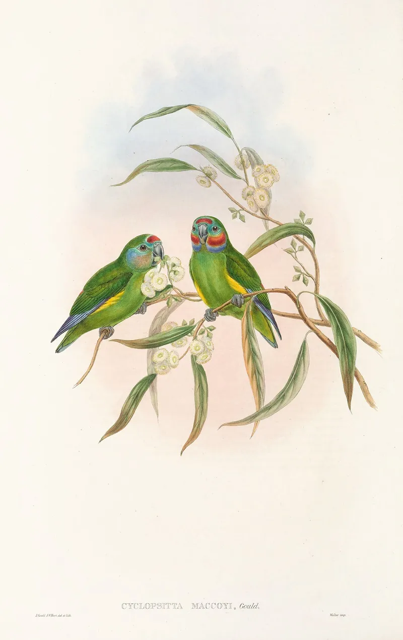 The Birds Of New Guinea And The Adjacent Papuan Islands Pl 07 Wall Art by John Gould - High-Resolution Digital Print