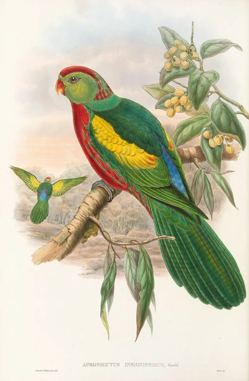 The Birds Of New Guinea And The Adjacent Papuan Islands Pl 10 Wall Art by John Gould - High-Resolution Digital Print
