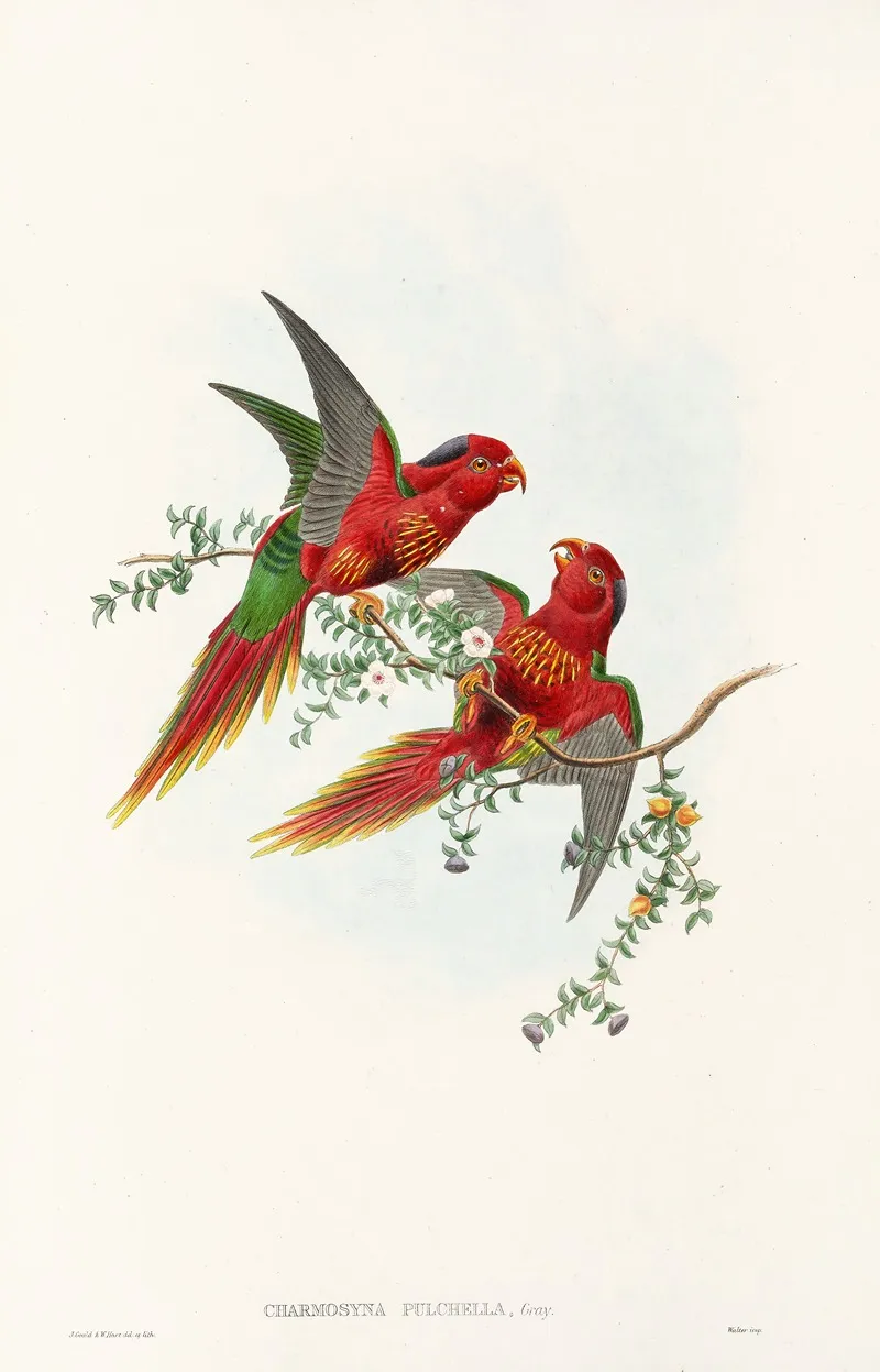 The Birds Of New Guinea And The Adjacent Papuan Islands Pl 13 Wall Art by John Gould - High-Resolution Digital Print
