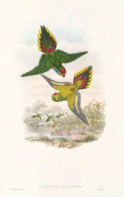 The Birds Of New Guinea And The Adjacent Papuan Islands Pl 16 Wall Art by John Gould - High-Resolution Digital Print