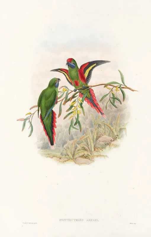 The Birds Of New Guinea And The Adjacent Papuan Islands Pl 18 Wall Art by John Gould - High-Resolution Digital Print