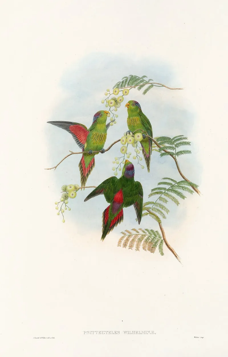 The Birds Of New Guinea And The Adjacent Papuan Islands Pl 19 Wall Art by John Gould - High-Resolution Digital Print