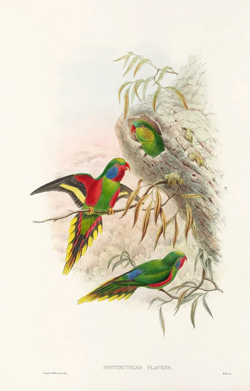 The Birds Of New Guinea And The Adjacent Papuan Islands Pl 20 Wall Art by John Gould - High-Resolution Digital Print