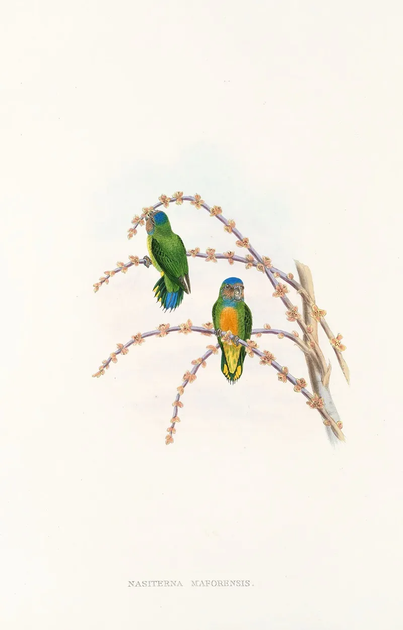 The Birds Of New Guinea And The Adjacent Papuan Islands Pl 22 Wall Art by John Gould - High-Resolution Digital Print