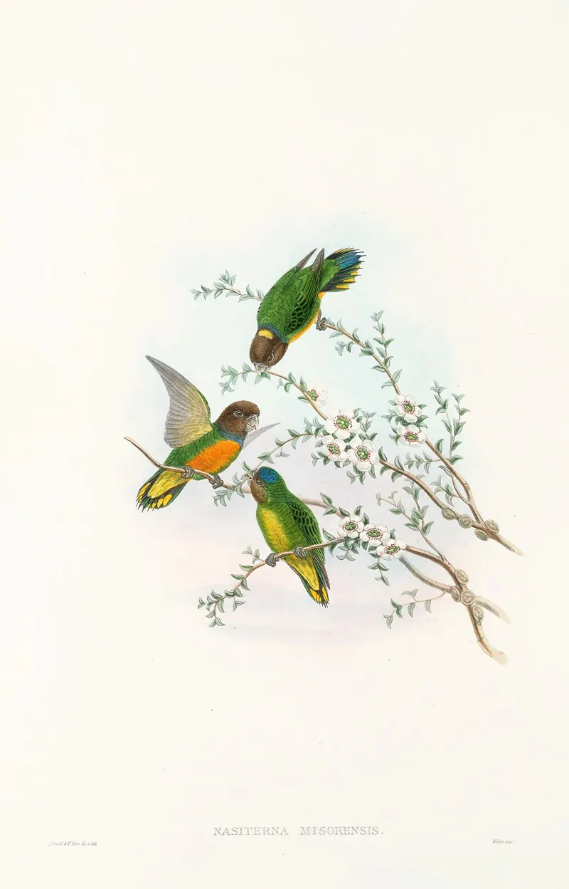 The Birds Of New Guinea And The Adjacent Papuan Islands Pl 23 Wall Art by John Gould - High-Resolution Digital Print