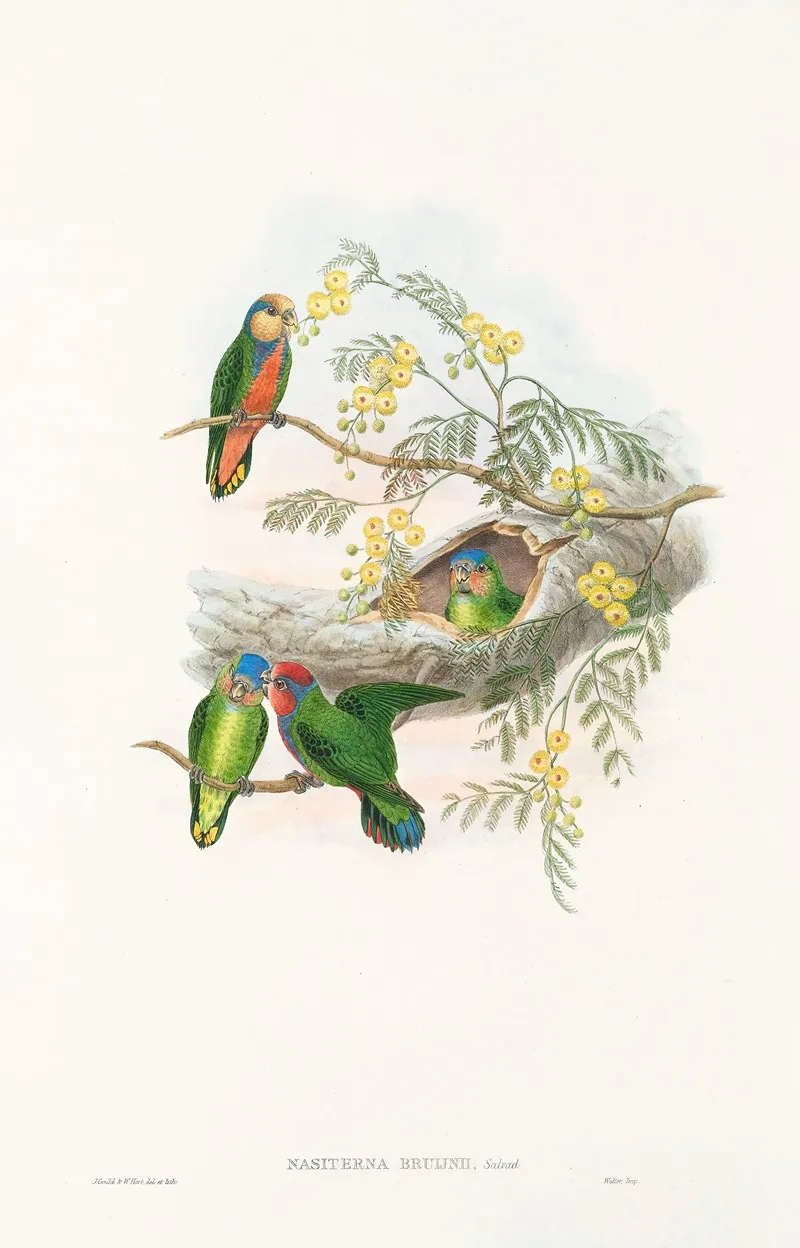 The Birds Of New Guinea And The Adjacent Papuan Islands Pl 24 Wall Art by John Gould - High-Resolution Digital Print