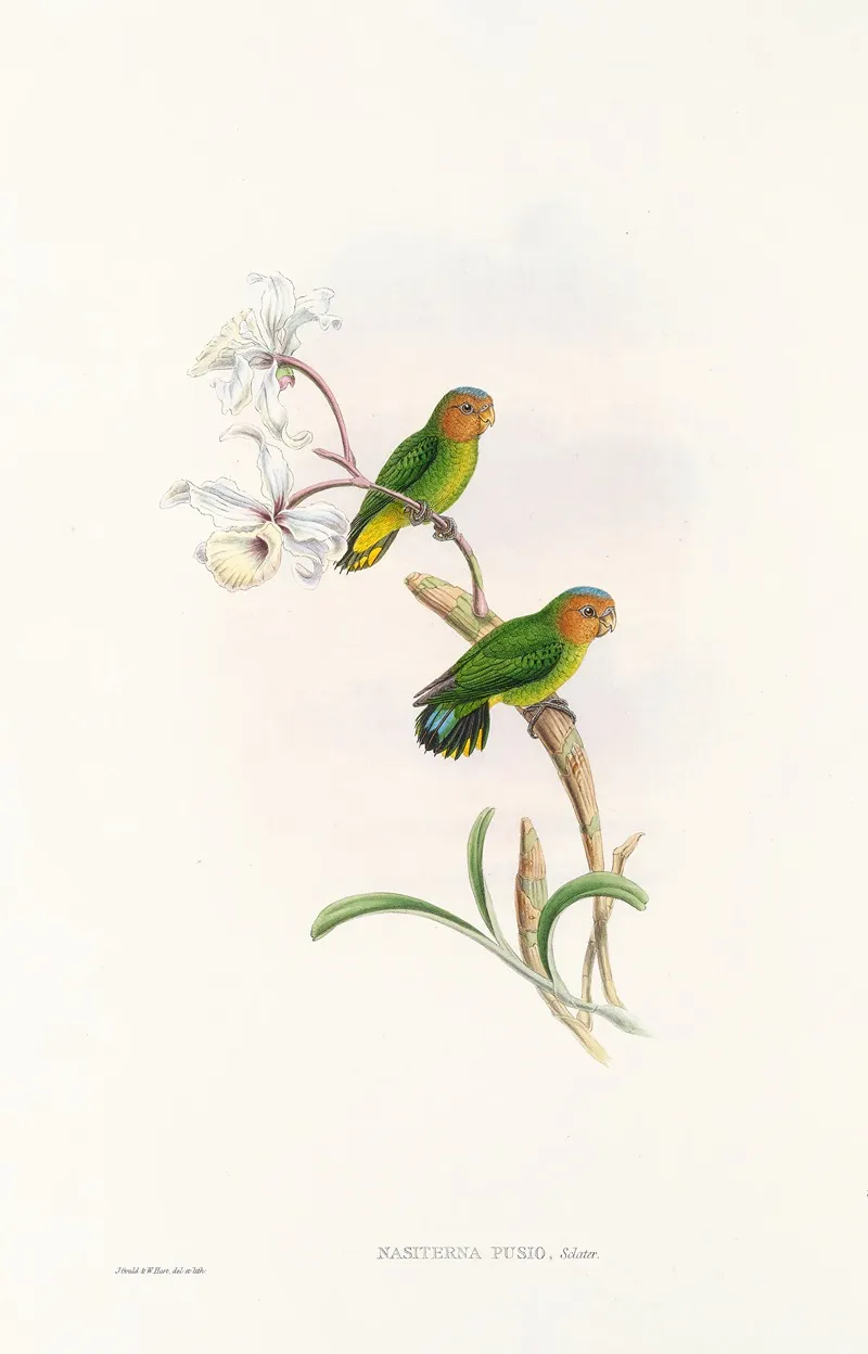The Birds Of New Guinea And The Adjacent Papuan Islands Pl 26 Wall Art by John Gould - High-Resolution Digital Print