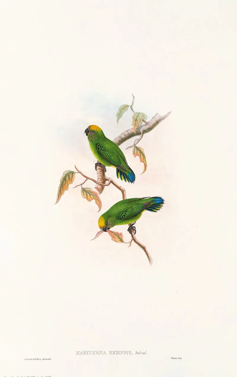 The Birds Of New Guinea And The Adjacent Papuan Islands Pl 27 Wall Art by John Gould - High-Resolution Digital Print