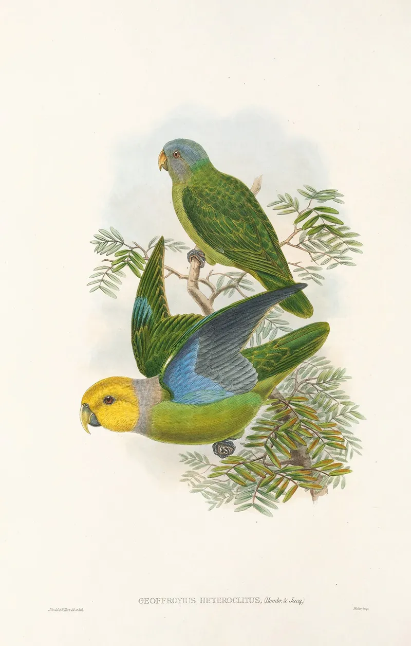 The Birds Of New Guinea And The Adjacent Papuan Islands Pl 28 Wall Art by John Gould - High-Resolution Digital Print
