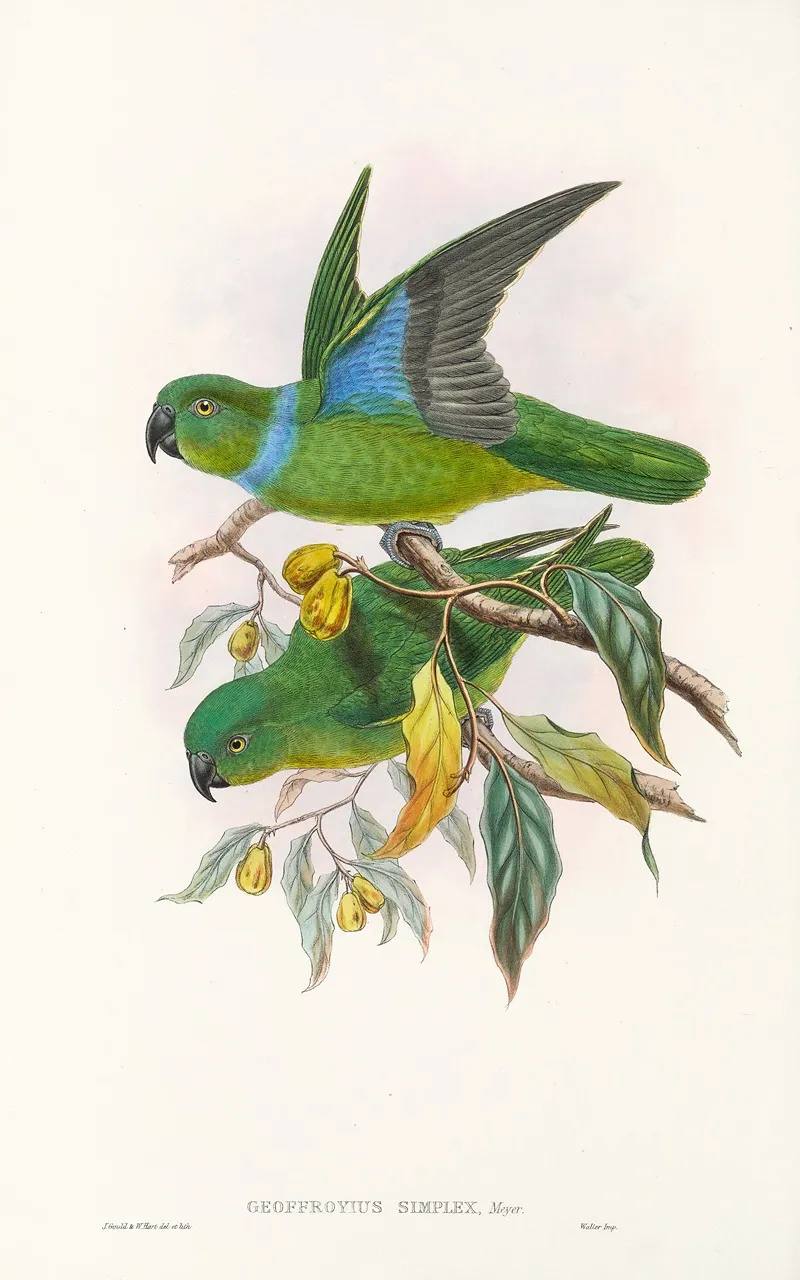 The Birds Of New Guinea And The Adjacent Papuan Islands Pl 29 Wall Art by John Gould - High-Resolution Digital Print