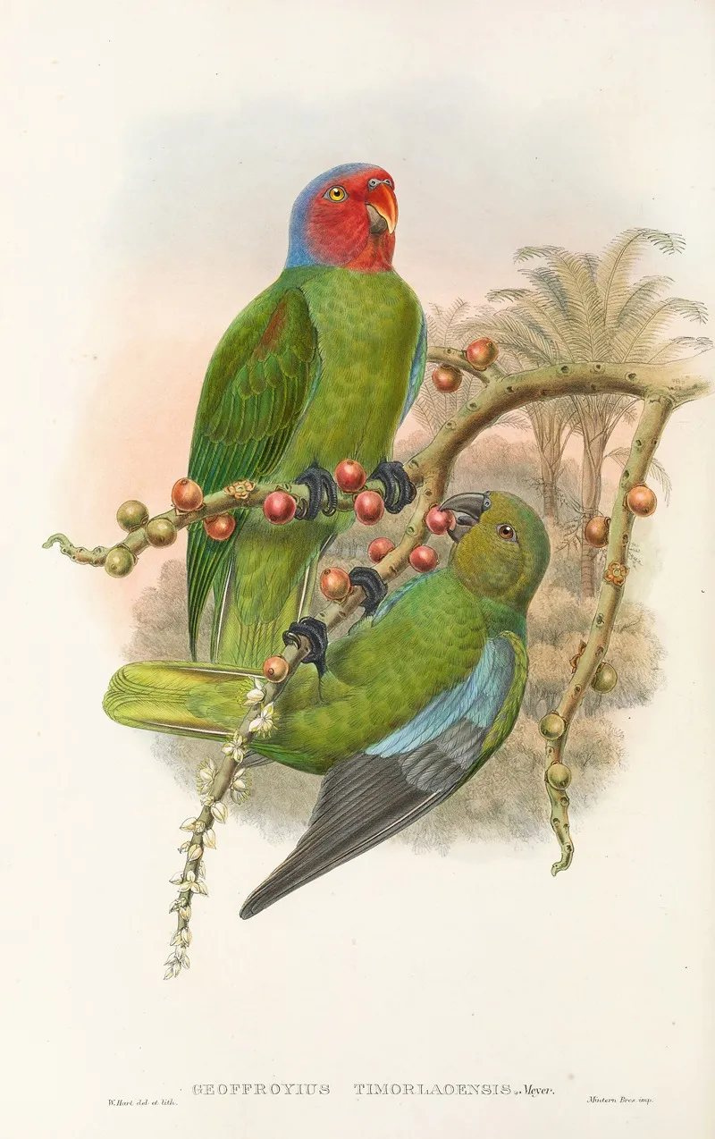 The Birds Of New Guinea And The Adjacent Papuan Islands Pl 30 Wall Art by John Gould - High-Resolution Digital Print