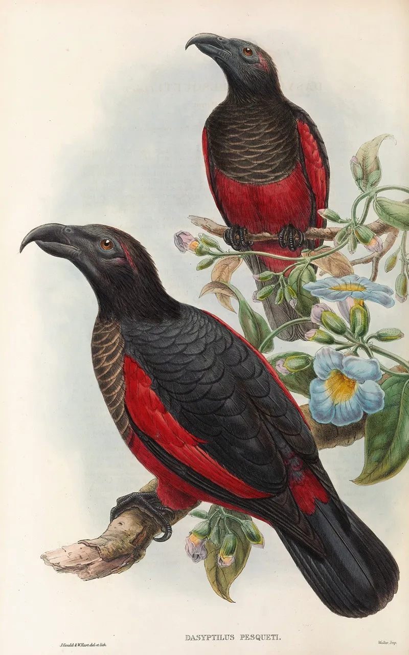 The Birds Of New Guinea And The Adjacent Papuan Islands Pl 33 Wall Art by John Gould - High-Resolution Digital Print