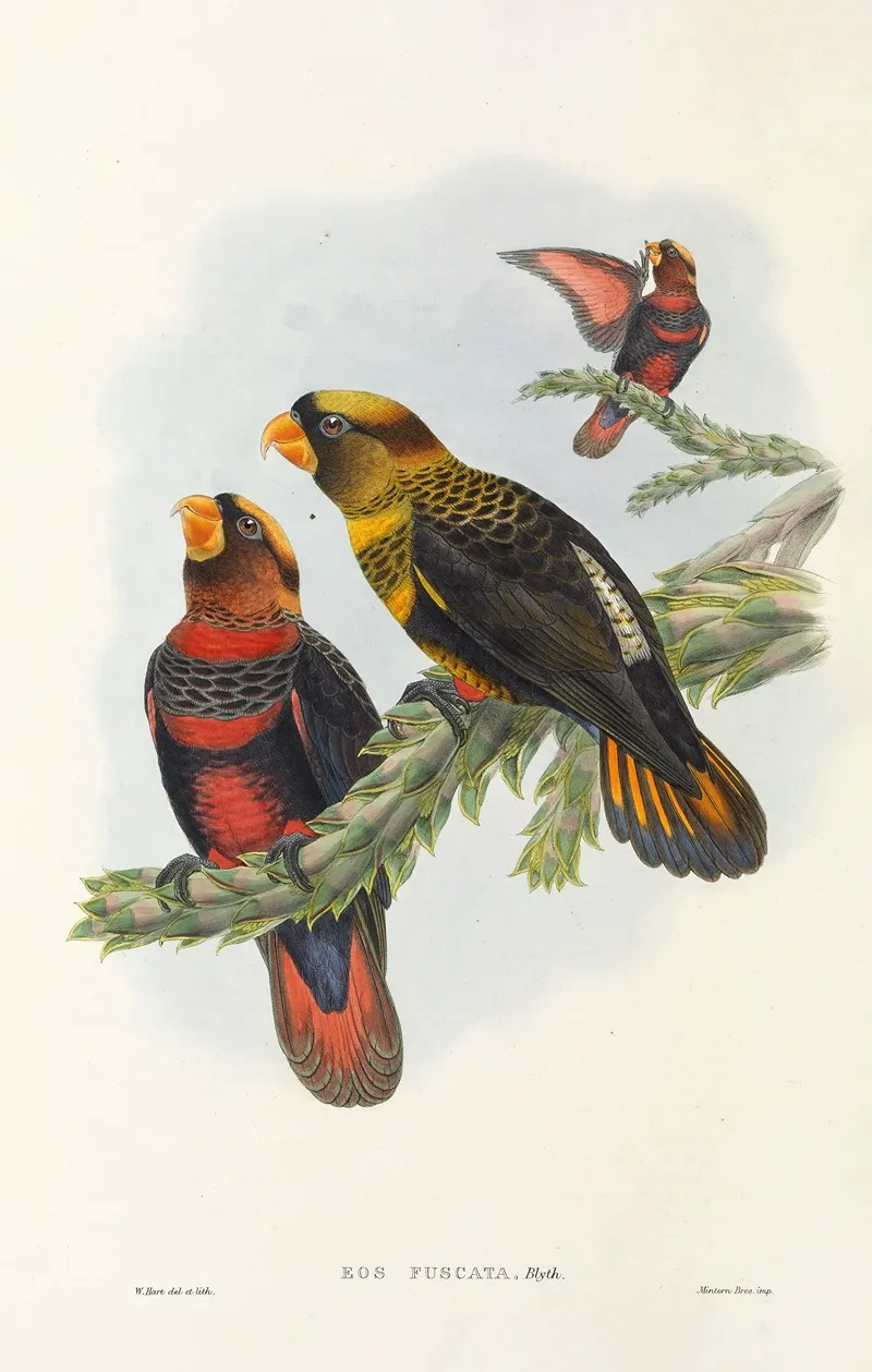 The Birds Of New Guinea And The Adjacent Papuan Islands Pl 34 Wall Art by John Gould - High-Resolution Digital Print