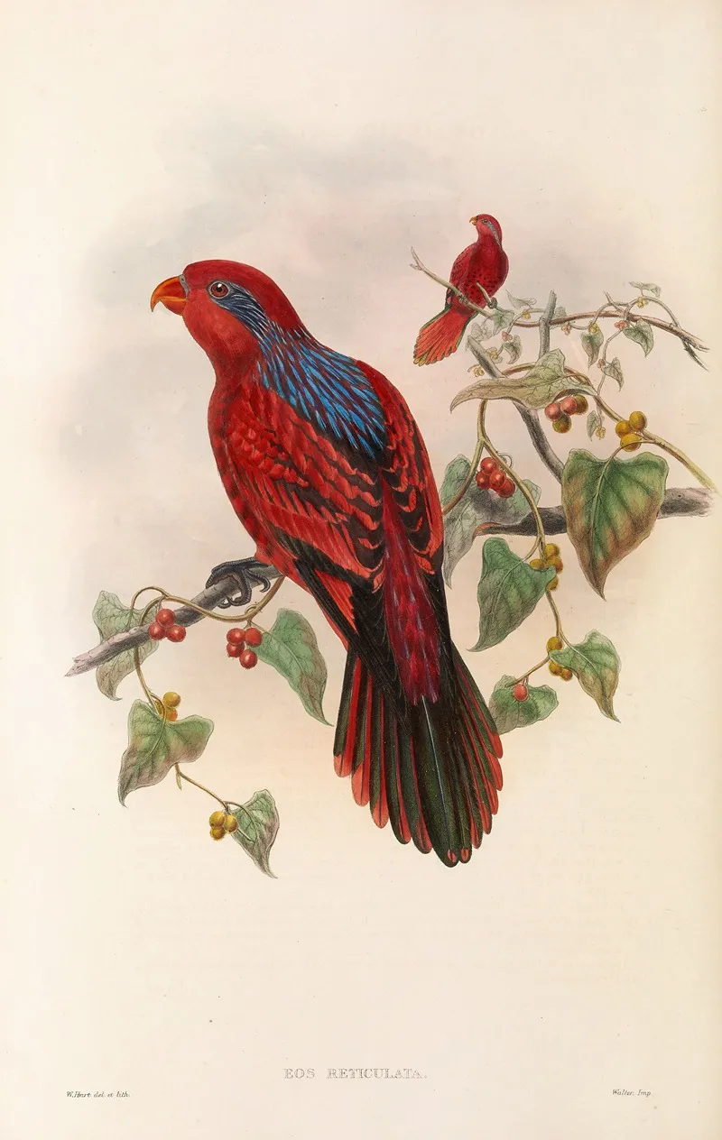 The Birds Of New Guinea And The Adjacent Papuan Islands Pl 35 Wall Art by John Gould - High-Resolution Digital Print