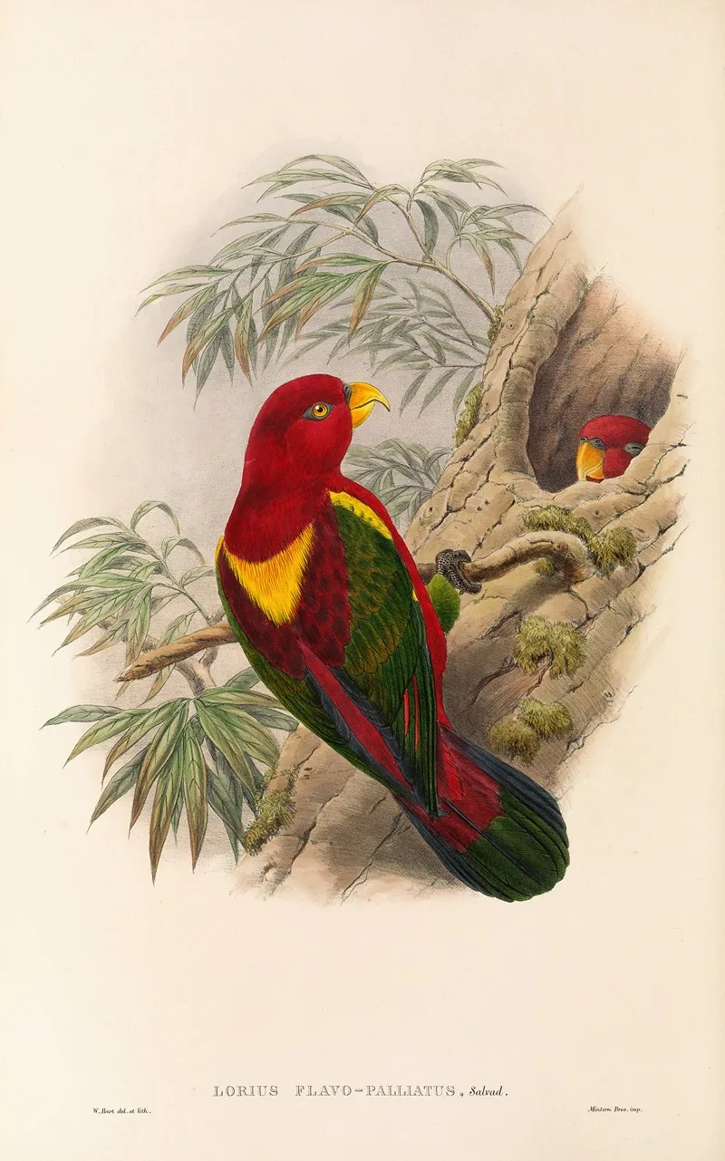 The Birds Of New Guinea And The Adjacent Papuan Islands Pl 36 Wall Art by John Gould - High-Resolution Digital Print