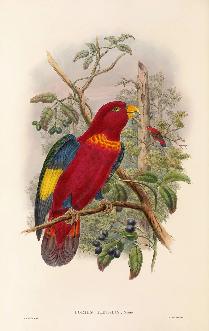 The Birds Of New Guinea And The Adjacent Papuan Islands Pl 37 Wall Art by John Gould - High-Resolution Digital Print